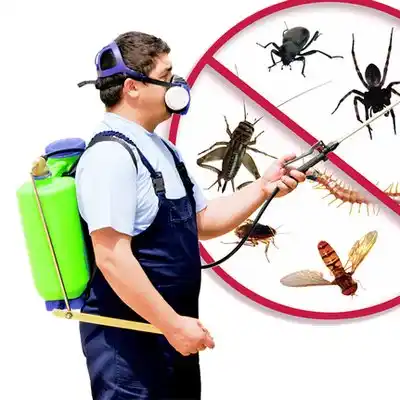 pest control Dorchester